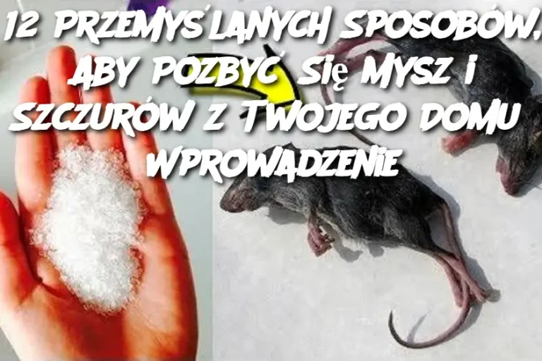 12 Przemyślanych Sposobów, Aby Pozbyć Się Mysz i Szczurów z Twojego Domu  Wprowadzenie