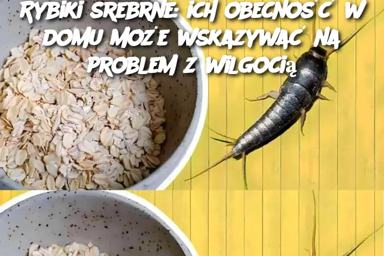 Rybiki srebrne: ich obecność w domu może wskazywać na problem z wilgocią