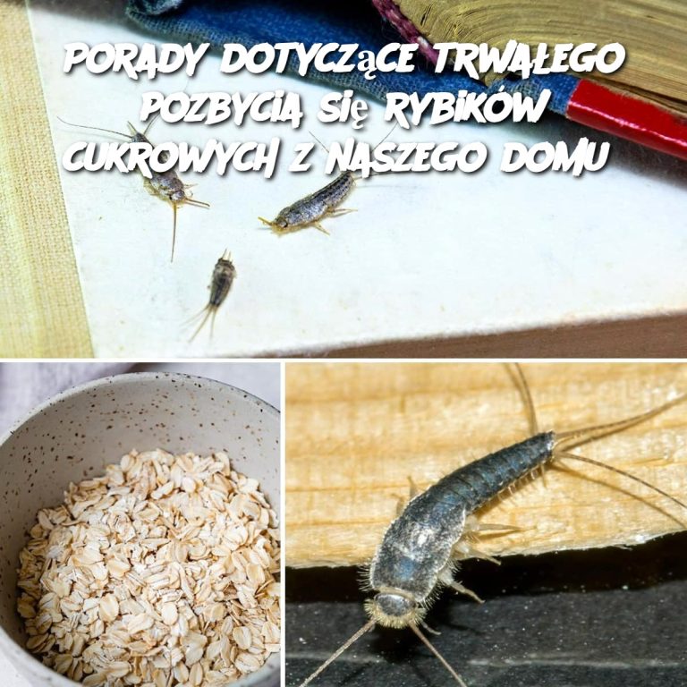 Porady dotyczące trwałego pozbycia się rybików cukrowych z naszego domu