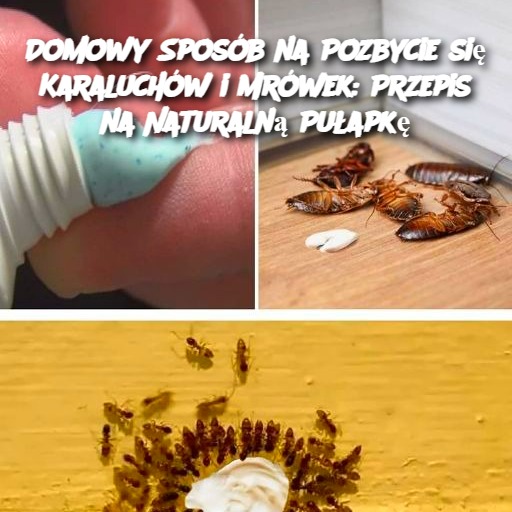 Domowy Sposób na Pozbycie się Karaluchów i Mrówek: Przepis na Naturalną Pułapkę