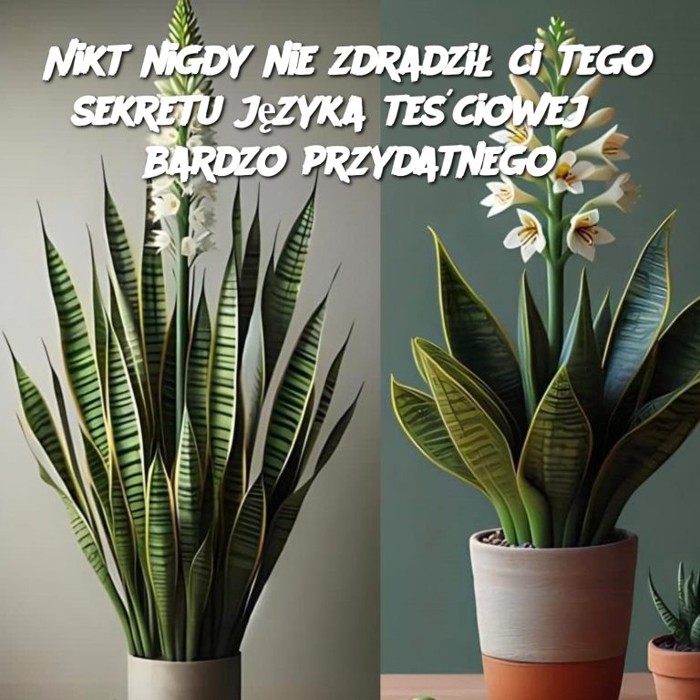 Nikt nigdy nie zdradził ci tego sekretu języka teściowej ? bardzo przydatnego