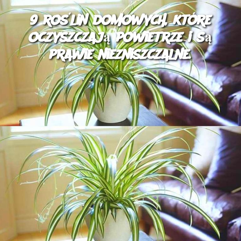 9 roślin domowych, które oczyszczają powietrze i są prawie niezniszczalne.