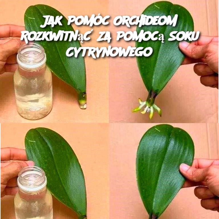 Jak Pomóc Orchideom Rozkwitnąć Za Pomocą Soku Cytrynowego