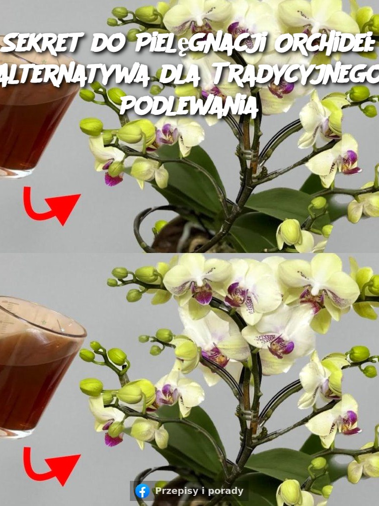 Sekret do Pielęgnacji Orchidei: Alternatywa dla Tradycyjnego Podlewania