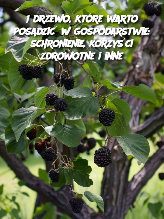 1 drzewo, które warto posadzić w gospodarstwie: schronienie, korzyści zdrowotne i inne