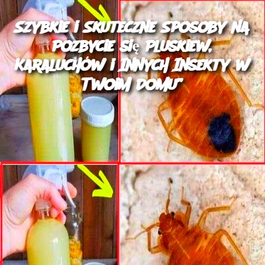 Szybkie i Skuteczne Sposoby na Pozbycie się Pluskiew, Karaluchów i Innych Insekty w Twoim Domu”