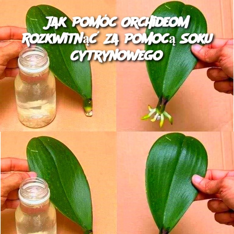 Jak Pomóc Orchideom Rozkwitnąć Za Pomocą Soku Cytrynowego