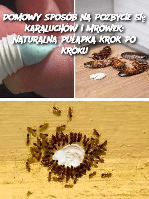 Domowy Sposób na Pozbycie się Karaluchów i Mrówek: Naturalna Pułapka Krok po Kroku