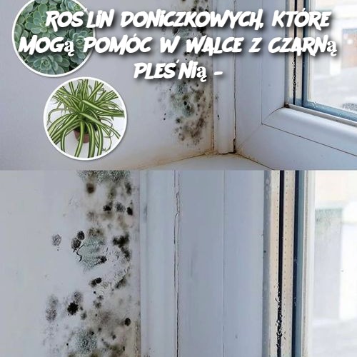 6 Roślin Doniczkowych, Które Mogą Pomóc w Walce z Czarną Pleśnią – Naturalny Sposób na Lepsze Powietrze