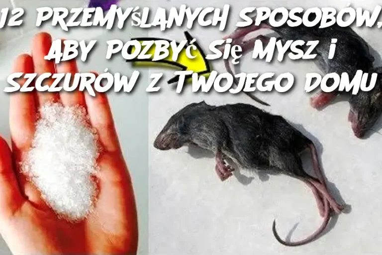 12 Przemyślanych Sposobów, Aby Pozbyć Się Mysz i Szczurów z Twojego Domu