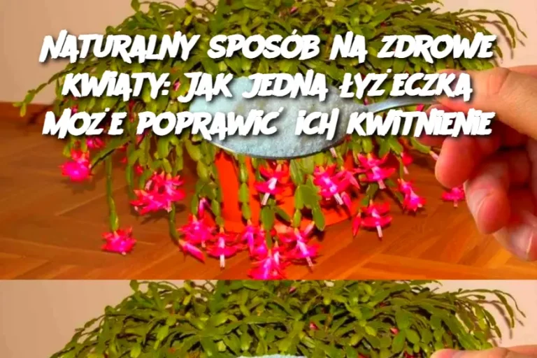 Naturalny sposób na zdrowe kwiaty: Jak jedna łyżeczka może poprawić ich kwitnienie