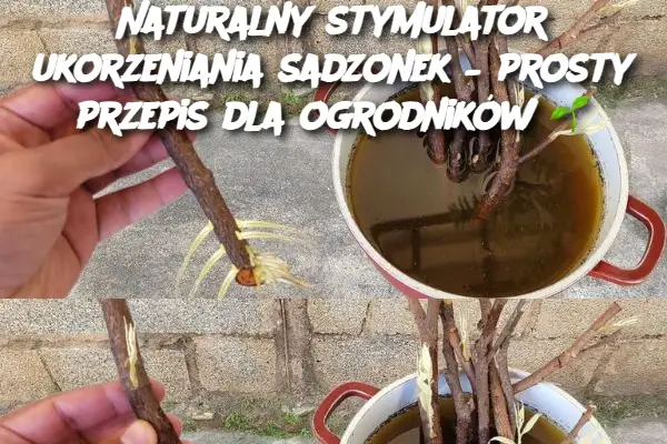 Naturalny stymulator ukorzeniania sadzonek – prosty przepis dla ogrodników