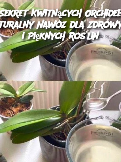 Sekret Kwitnących Orchidei: Naturalny Nawóz dla Zdrowych i Pięknych Roślin