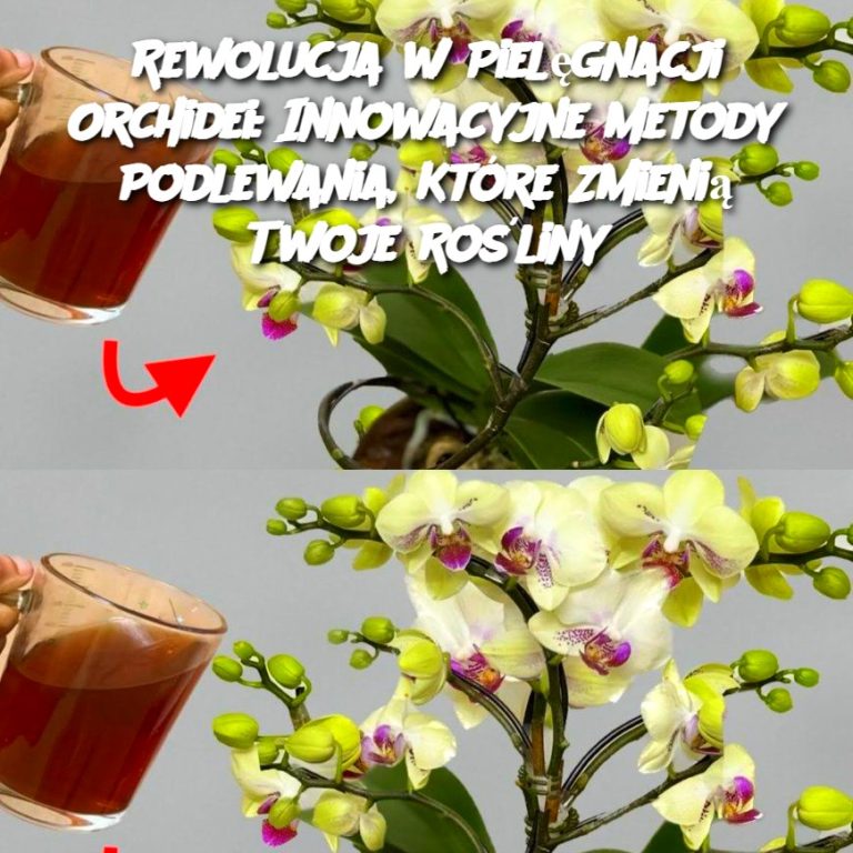 Rewolucja w Pielęgnacji Orchidei: Innowacyjne Metody Podlewania, Które Zmienią Twoje Rośliny