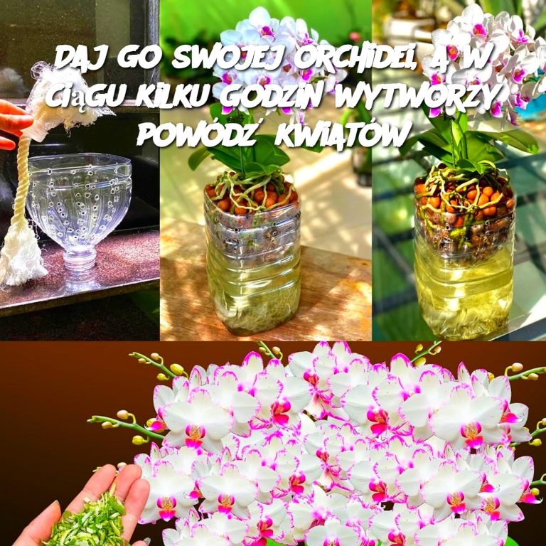 Daj go swojej orchidei, a w ciągu kilku godzin wytworzy powódź kwiatów