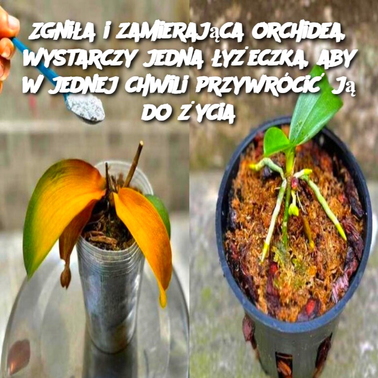 Zgniła i zamierająca orchidea, wystarczy jedna łyżeczka, aby w jednej chwili przywrócić ją do życia