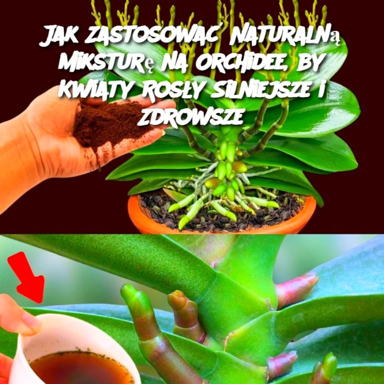 Jak Zastosować Naturalną Miksturę na Orchidee, by Kwiaty Rosły Silniejsze i Zdrowsze