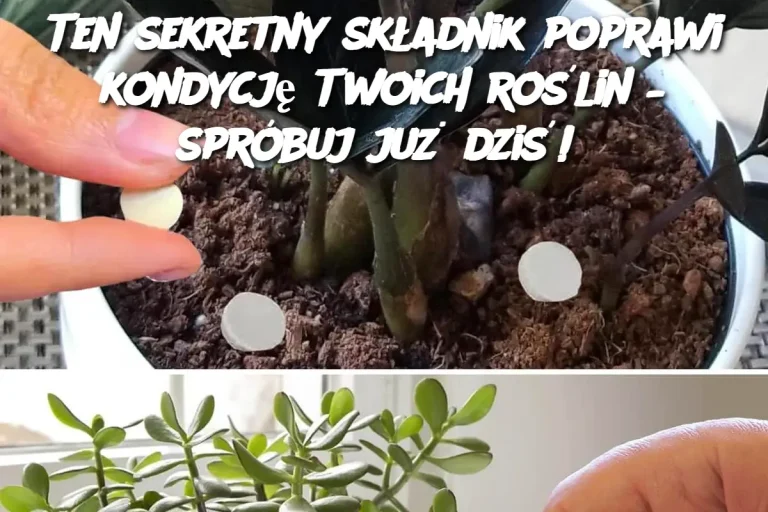 Ten sekretny składnik poprawi kondycję Twoich roślin – spróbuj już dziś!