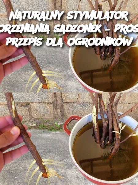 Naturalny stymulator ukorzeniania sadzonek – prosty przepis dla ogrodników