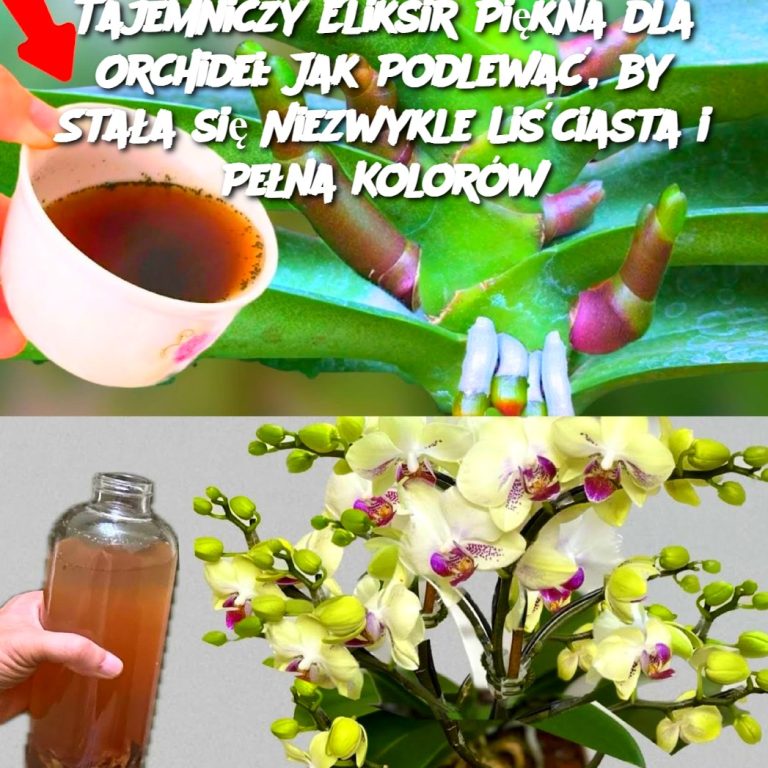 Tajemniczy Eliksir Piękna dla Orchidei: Jak Podlewać, by Stała się Niezwykle Liściasta i Pełna Kolorów