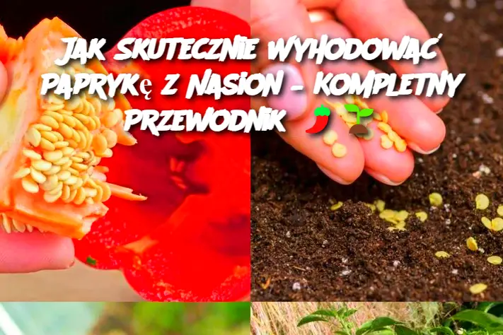 Jak Skutecznie Wyhodować Paprykę z Nasion – Kompletny Przewodnik