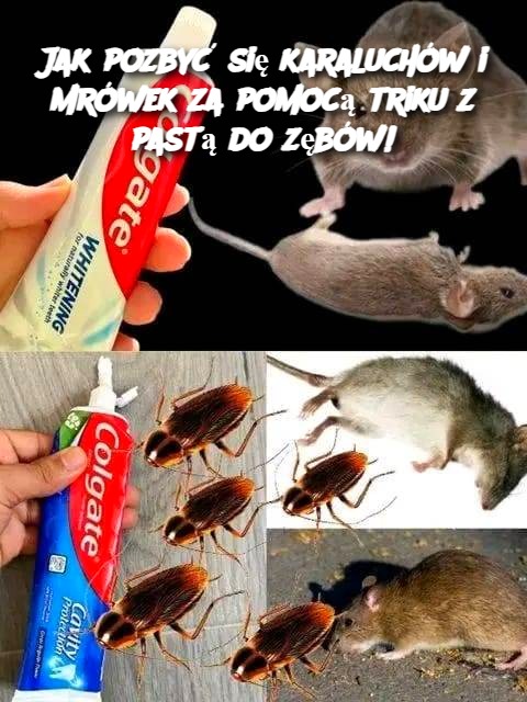 Jak pozbyć się karaluchów i mrówek za pomocą triku z pastą do zębów!