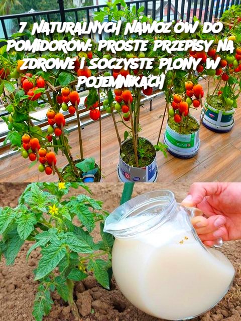 7 Naturalnych Nawożów do Pomidorów: Proste Przepisy na Zdrowe i Soczyste Plony w Pojemnikach