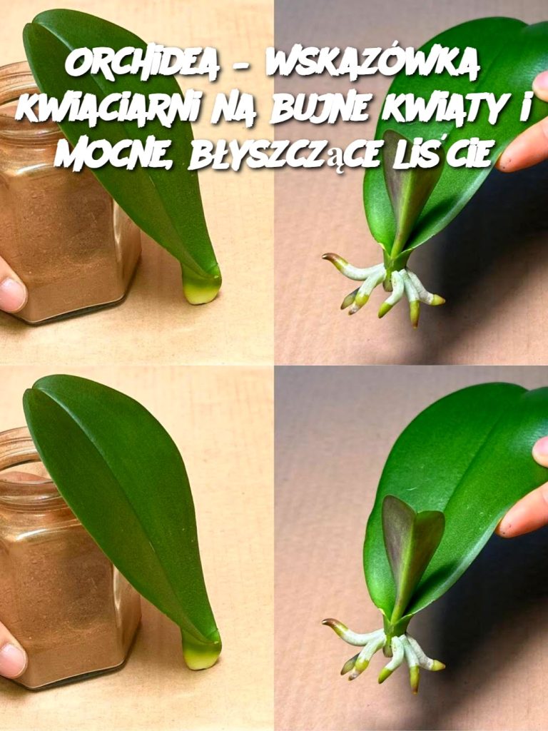 Orchidea – wskazówka kwiaciarni na bujne kwiaty i mocne, błyszczące liście