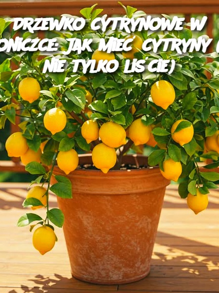 Drzewko cytrynowe w doniczce: Jak mieć cytryny (a nie tylko liście)