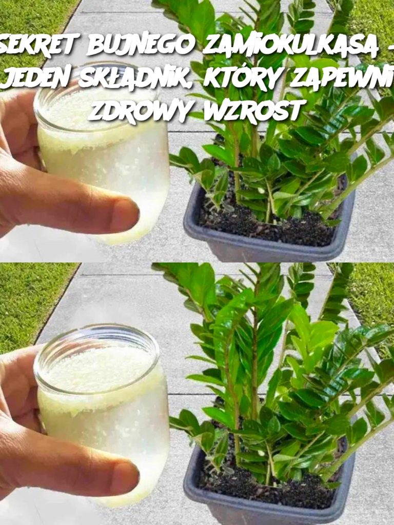 Sekret bujnego zamiokulkasa – jeden składnik, który zapewni zdrowy wzrost