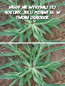 Nigdy nie wyrywaj tej rośliny, jeśli pojawi się w twoim ogrodzie.