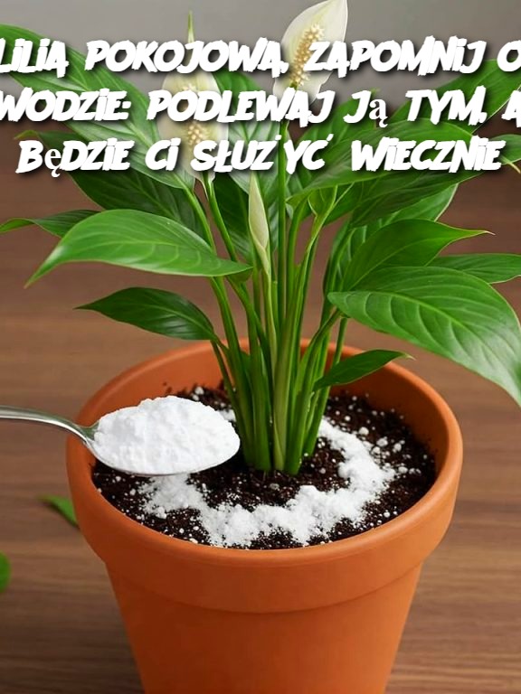 Lilia pokojowa, zapomnij o wodzie: podlewaj ją tym, a będzie ci służyć wiecznie