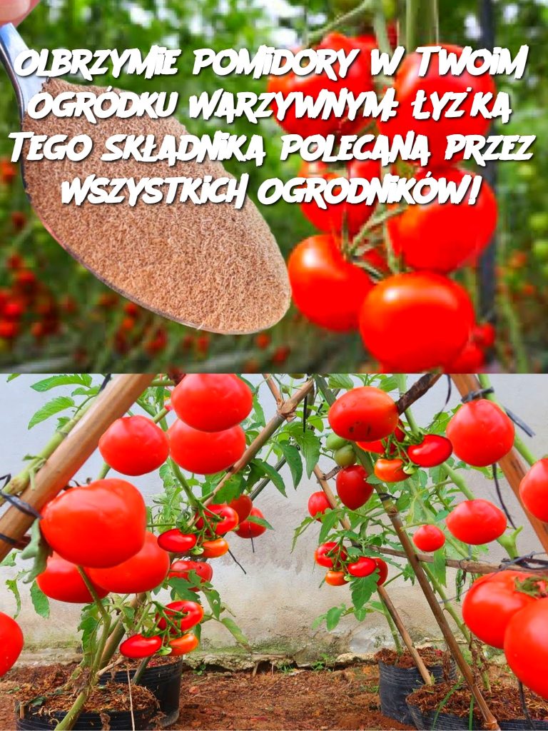 Olbrzymie Pomidory w Twoim Ogródku Warzywnym: Łyżka Tego Składnika Polecana przez Wszystkich Ogrodników!