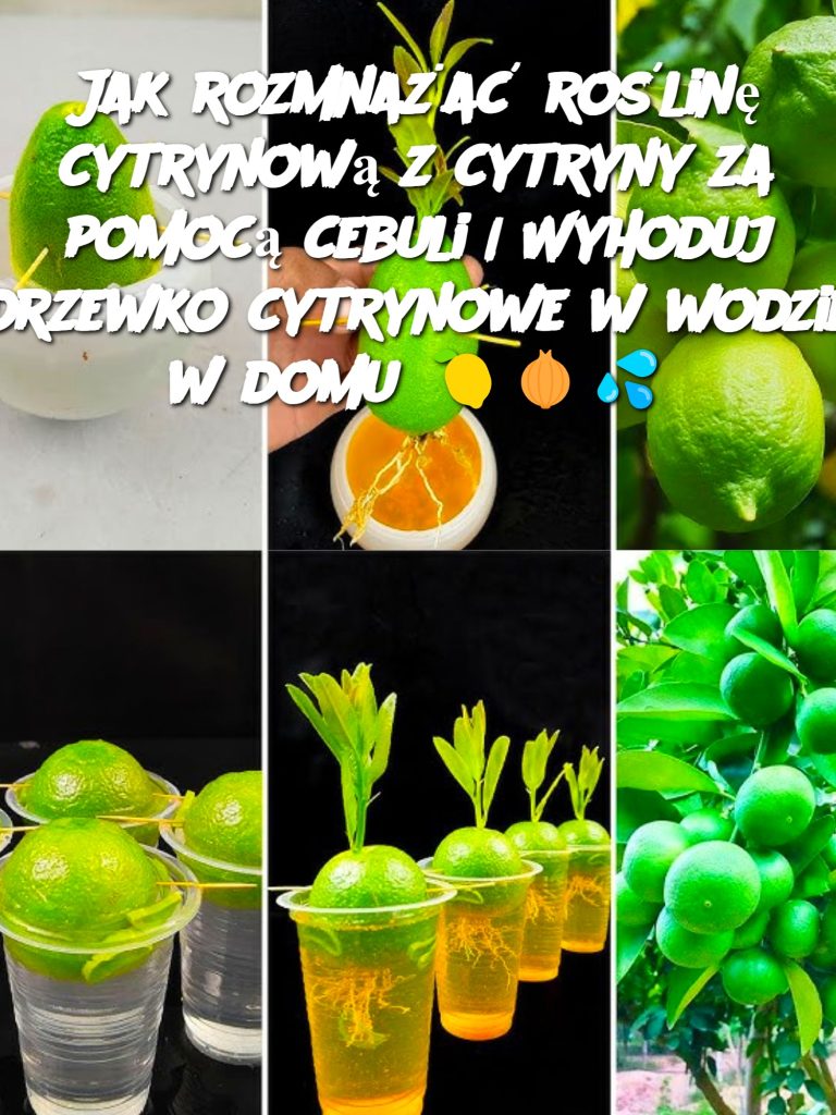 Jak rozmnażać roślinę cytrynową z cytryny za pomocą cebuli | Wyhoduj drzewko cytrynowe w wodzie w domu 🍋🧅💦