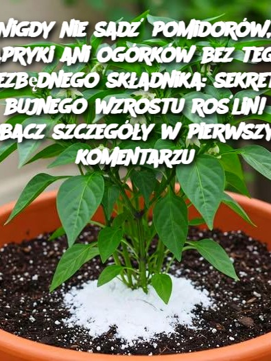 Nigdy nie sadź pomidorów, papryki ani ogórków bez tego niezbędnego składnika: sekretu bujnego wzrostu roślin! Zobacz szczegóły w pierwszym komentarzu