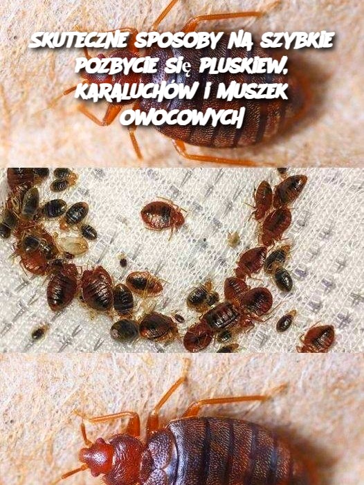 Skuteczne sposoby na szybkie pozbycie się pluskiew, karaluchów i muszek owocowych