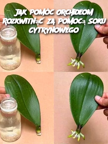 Jak Pomóc Orchideom Rozkwitnąć Za Pomocą Soku Cytrynowego