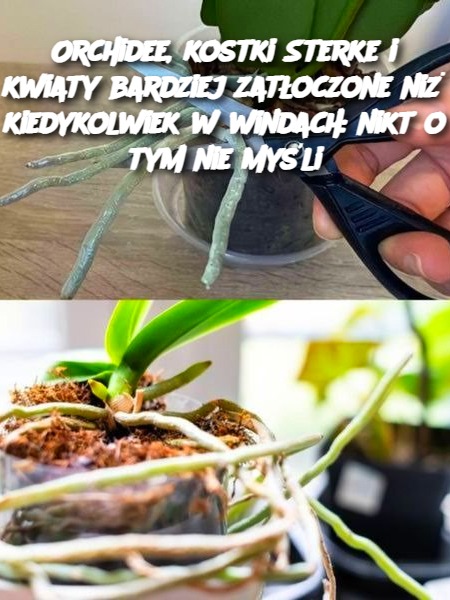 Orchidee, kostki Sterke i kwiaty bardziej zatłoczone niż kiedykolwiek w windach: nikt o tym nie myśli