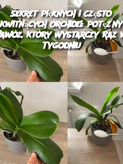 Sekret Pięknych i Często Kwitnących Orchidei: Potężny Nawóz, Który Wystarczy Raz w Tygodniu