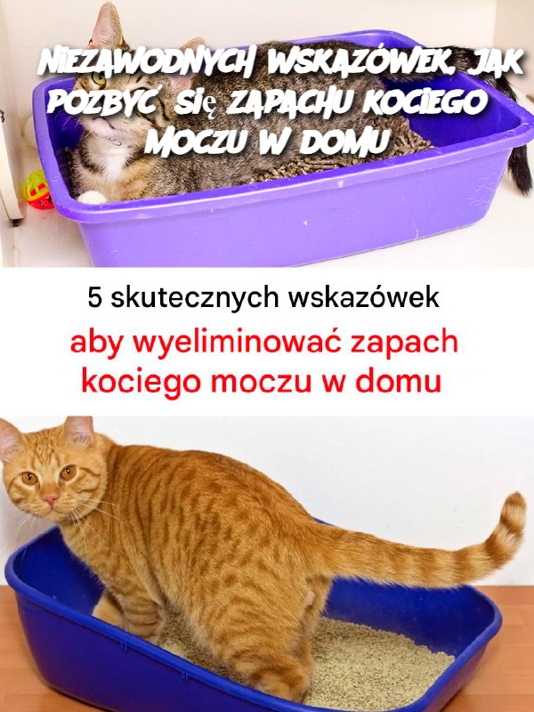 5 niezawodnych wskazówek, jak pozbyć się zapachu kociego moczu w domu