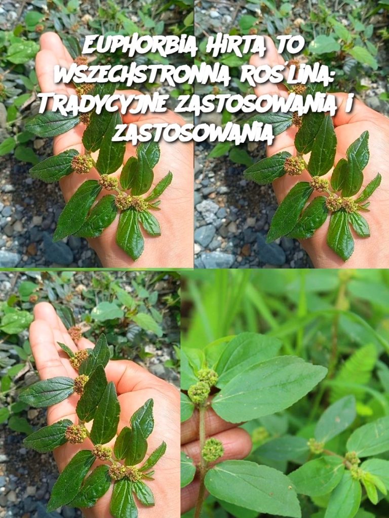 Euphorbia Hirta to wszechstronna roślina: Tradycyjne zastosowania i zastosowania