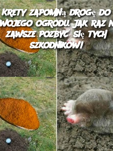 Krety zapomną drogę do Twojego ogrodu. Jak raz na zawsze pozbyć się tych szkodników!