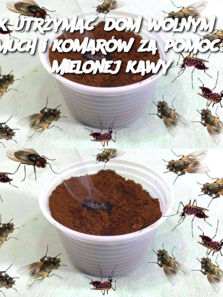 Jak utrzymać dom wolnym od much i komarów za pomocą mielonej kawy