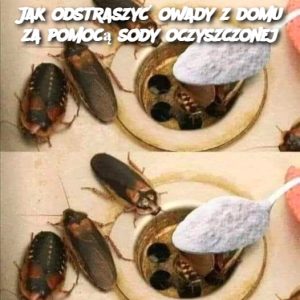 Jak odstraszyć owady z domu za pomocą sody oczyszczonej