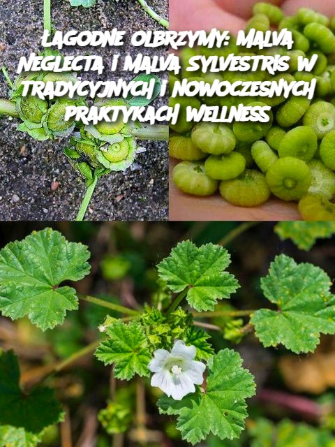 Łagodne olbrzymy Malva Neglecta i Malva Sylvestris w tradycyjnych i nowoczesnych praktykach wellness