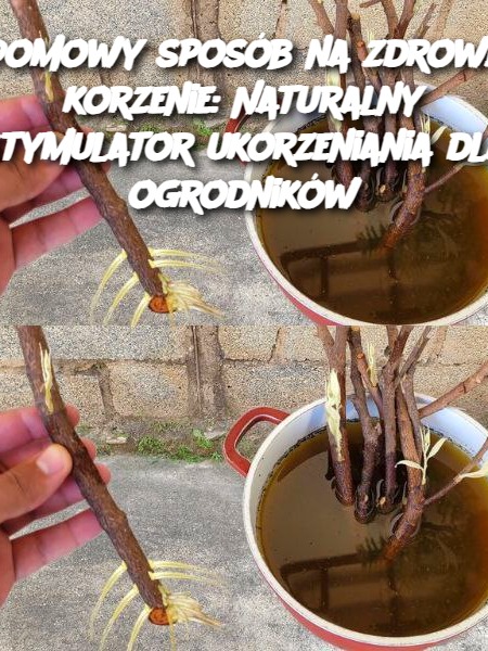 Domowy sposób na zdrowe korzenie: Naturalny stymulator ukorzeniania dla ogrodników