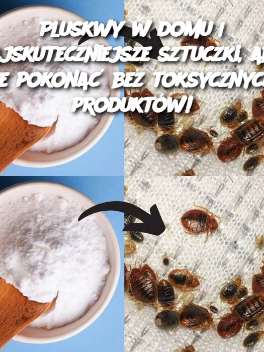 Pluskwy w domu | Najskuteczniejsze sztuczki, aby je pokonać bez toksycznych produktów!