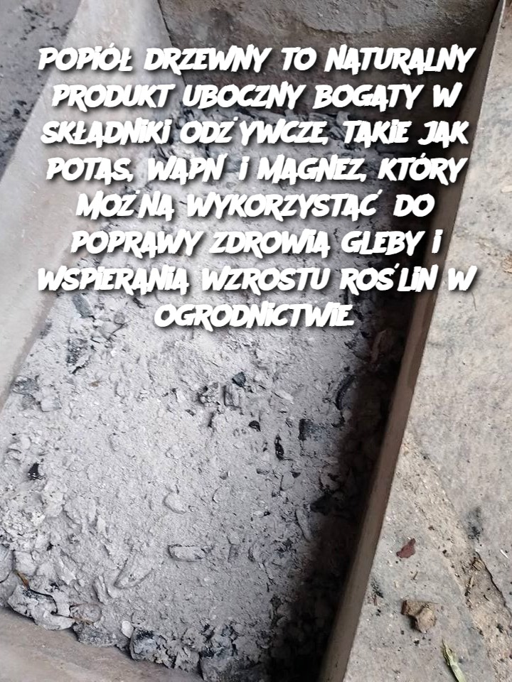 Popiół drzewny to naturalny produkt uboczny bogaty w składniki odżywcze, takie jak potas, wapń i magnez, który można wykorzystać do poprawy zdrowia gleby i wspierania wzrostu roślin w ogrodnictwie.