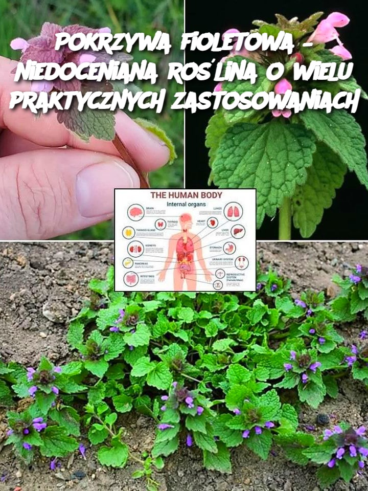 Pokrzywa fioletowa – niedoceniana roślina o wielu praktycznych zastosowaniach