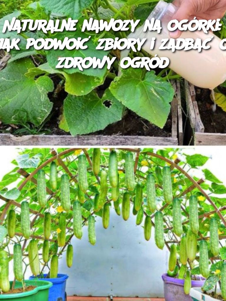 Naturalne nawozy na ogórki: jak podwoić zbiory i zadbać o zdrowy ogród